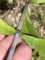 Helianthus laevigatus