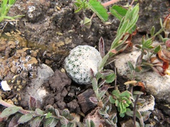 Mammillaria albiflora