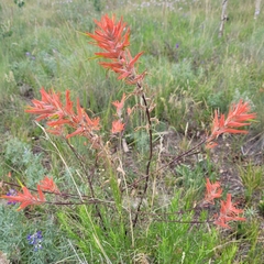 Castilleja linariifolia