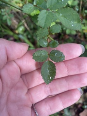 Rosa multiflora