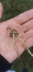 Psilocybe semilanceata