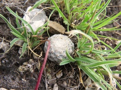 Mammillaria albiflora