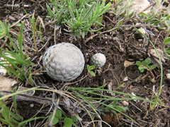 Mammillaria albiflora