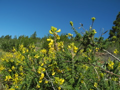 Adenocarpus foliolosus