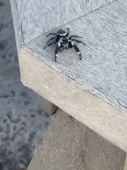 Phidippus otiosus