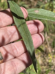Helianthus laevigatus