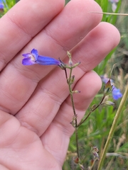Penstemon gracilis