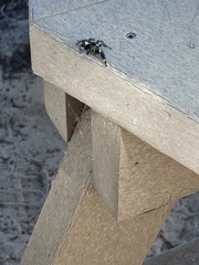 Phidippus otiosus