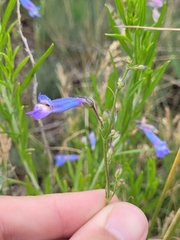 Penstemon gracilis