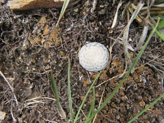 Mammillaria albiflora