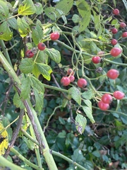 Rosa multiflora