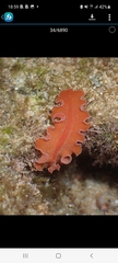 Yungia aurantiaca