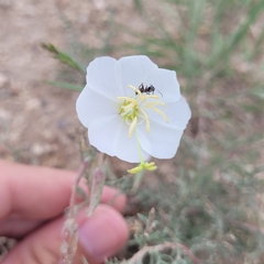 Oenothera albicaulis