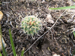 Echinofossulocactus