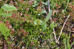 Diphasiastrum sitchense