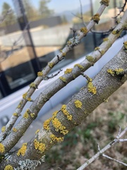 Polycauliona polycarpa