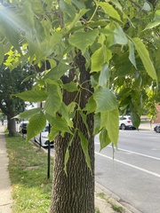 Fraxinus pennsylvanica