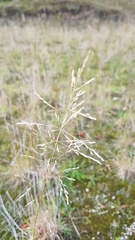 Agrostis capillaris