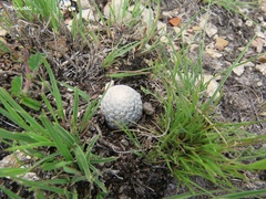 Mammillaria albiflora