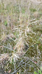 Agrostis capillaris