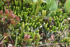 Diphasiastrum sitchense