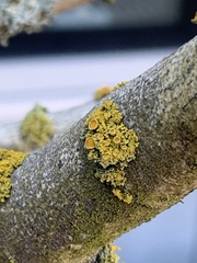 Polycauliona polycarpa