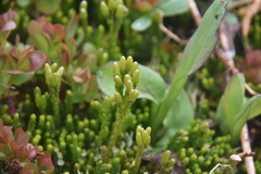 Diphasiastrum sitchense