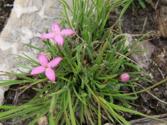 Houstonia rubra