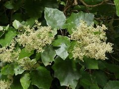 Brachyglottis repanda