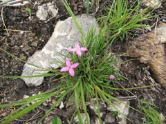 Houstonia rubra