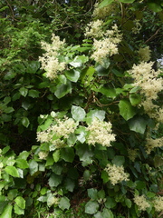 Brachyglottis repanda