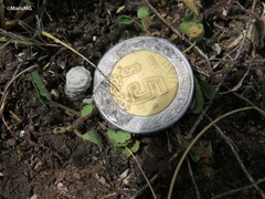 Mammillaria albiflora