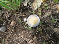 Mammillaria albiflora