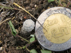 Mammillaria albiflora