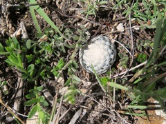 Mammillaria albiflora