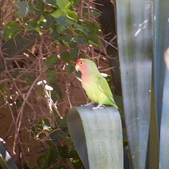 Agapornis roseicollis