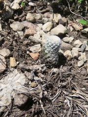Mammillaria albiflora