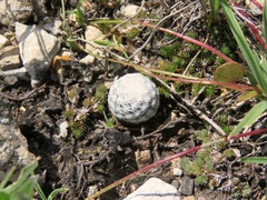 Mammillaria albiflora