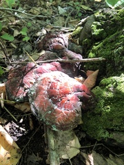 Fistulina hepatica