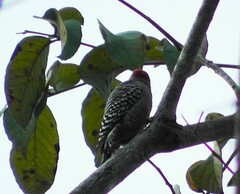 Melanerpes rubricapillus