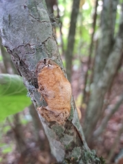 Dichomitus campestris