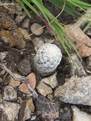 Mammillaria albiflora