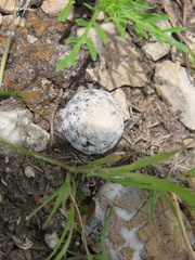 Mammillaria albiflora