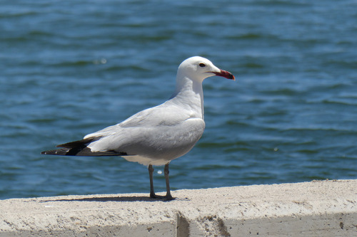 Audouin’s Gull｜奥杜安鸥 参考照片