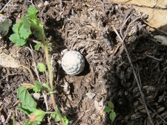 Mammillaria albiflora