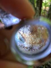 Dichomitus campestris