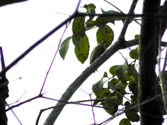 Melanerpes rubricapillus