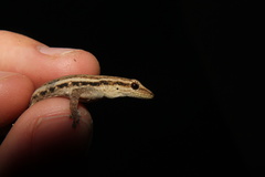 Lygodactylus capensis