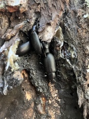 Alobates pensylvanicus