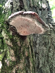 Fistulina hepatica